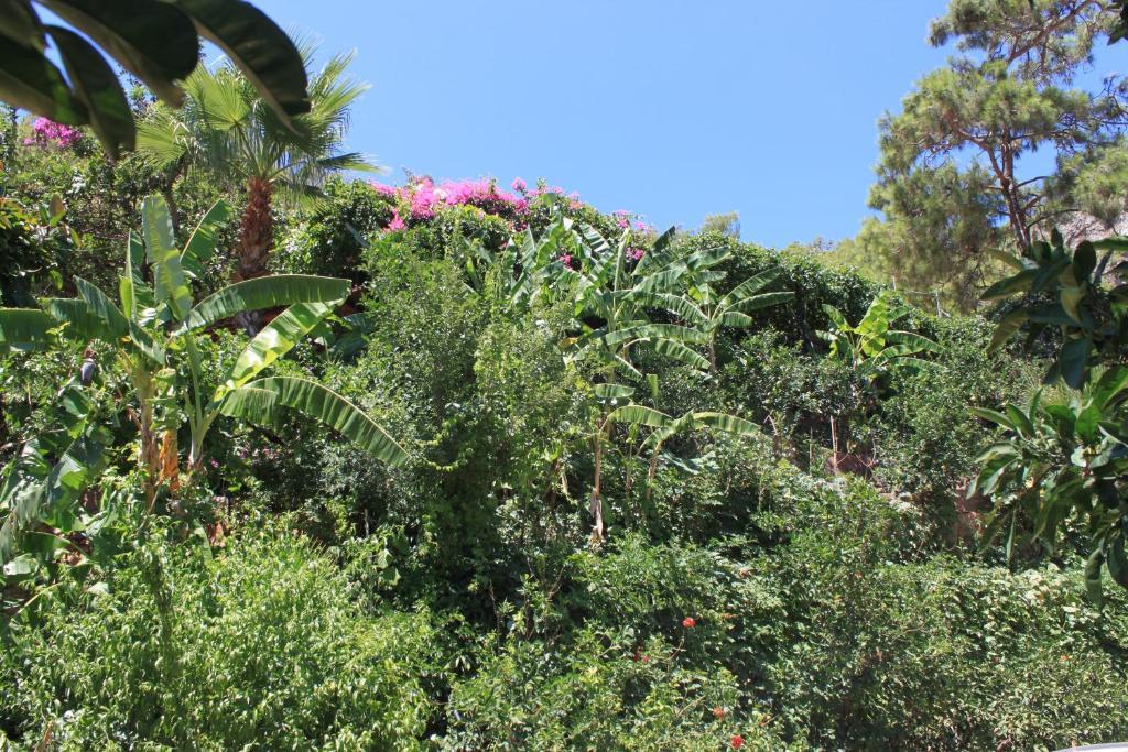 אולודניץ Aygul Hotel מראה חיצוני תמונה